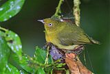 Band-tailed Manakin